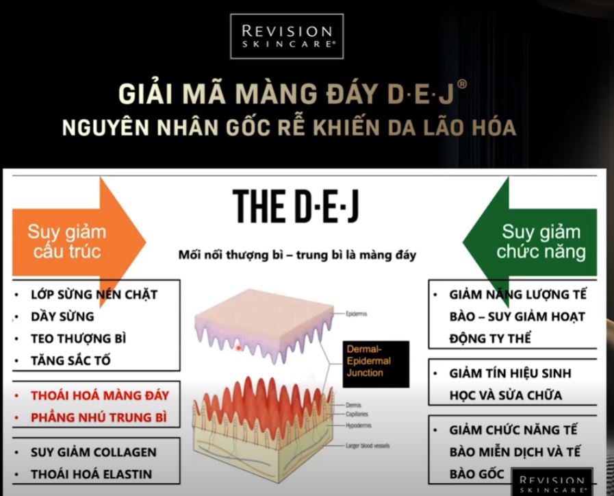 Hình: Mô hình màng đấy DEJ