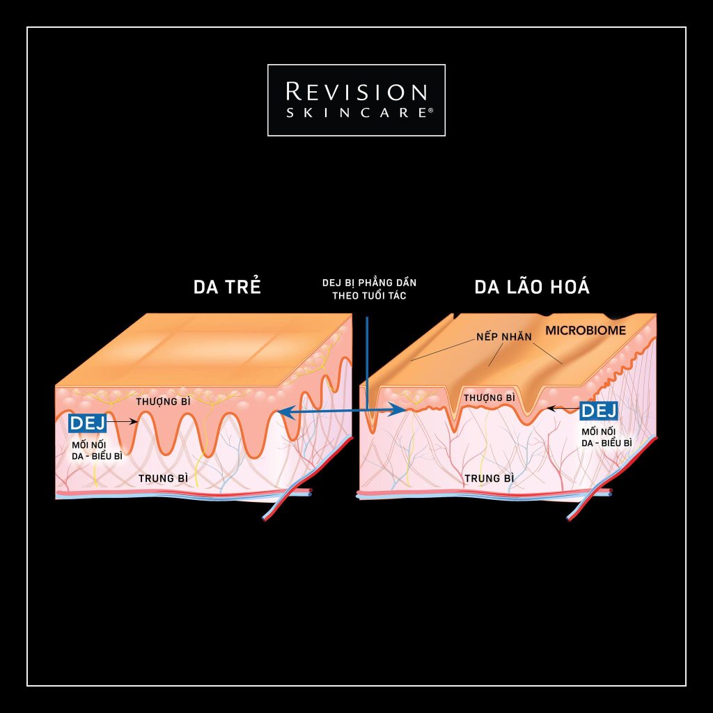 Hình: Mô tả dàng đáy D.E.J của da