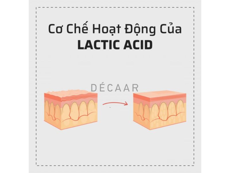 Hình: Cơ chế hoạt động Lactic Acid