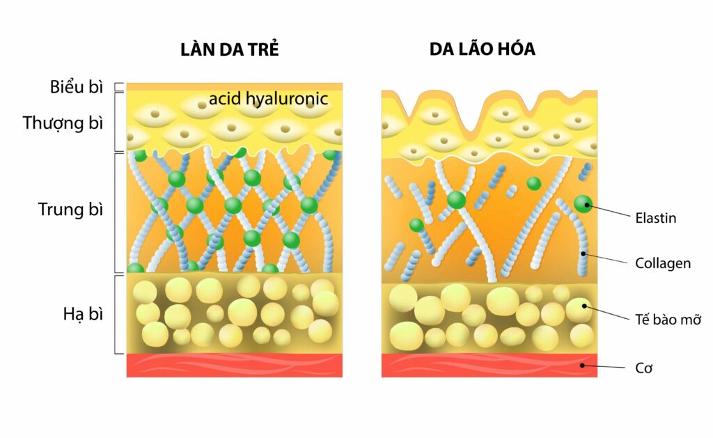 Năng lượng Oxi